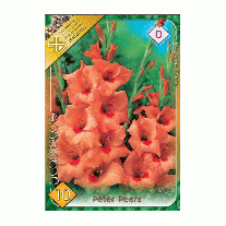 Bulbi de flori Gladiole Peter Pears 10 buc