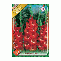 Bulbi de flori Gladiole Traderhorn 10 buc