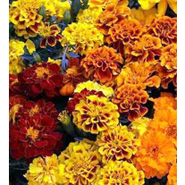 Seminte flori Craite (Tagetes patula nana) amestec de culori 1g