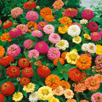 Seminte flori Carciumarese ( Zinnia elegans) Liliput mix 2g