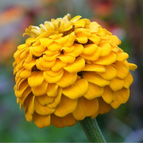 Seminte flori Carciumarese (Zinnia elegans) galbene 2g