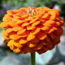 Seminte flori Carciumarese (Zinnia elegans) portocalii 2g