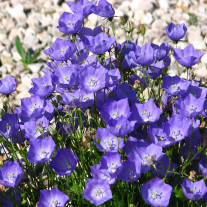 Seminte flori Clopotei de munte (Campanula carpatica) albastri 0.25g