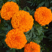 Seminte flori Craite inalte (Tagetes erecta) Portocalii 1g