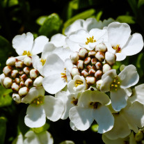 Seminte flori Lilicele (Iberis sempervirens) albe 0.25g