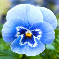 Seminte flori Panselute (Viola x witrockiana) albastre deschis 0,25g