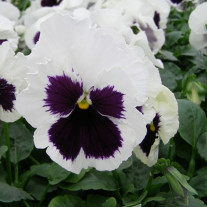 Seminte flori Panselute (Viola x witrockiana) albe cu ochi albastri 0.25g 