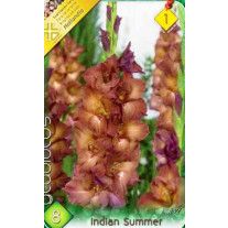 Bulbi de flori Gladiole Indian Summer 8 buc
