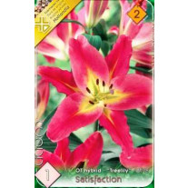 Bulbi de flori Crin OT hybrid Treelily Satisfaction 1buc