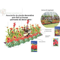 Seminte flori pentru amenajare rondou: Canna, Fluturei si Salvie