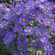 Seminte flori  Aster albastru (Aster amellus) 0.05g