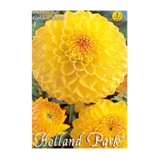 Bulbi de flori Dalia Ball Golden Torch