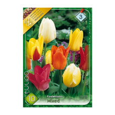 Bulbi de flori Lalele Fosteriana Mixed 10 buc