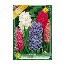 Bulbi de flori Zambile Mixed (3buc, 10buc)