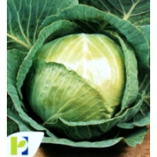 Seminte Varza Glory of Enkhuizen