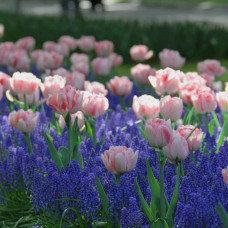 Aranjament bulbi toamna Lalele double Angelique si Muscari armeniacum