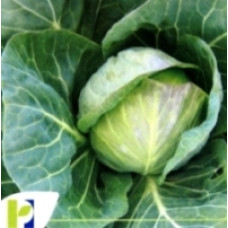 Seminte varza Golden Acre 