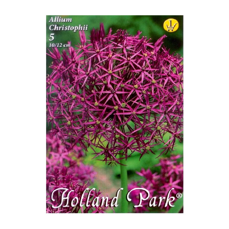 Bulbi de flori Ceapa ornamentala Allium Christophii 5buc