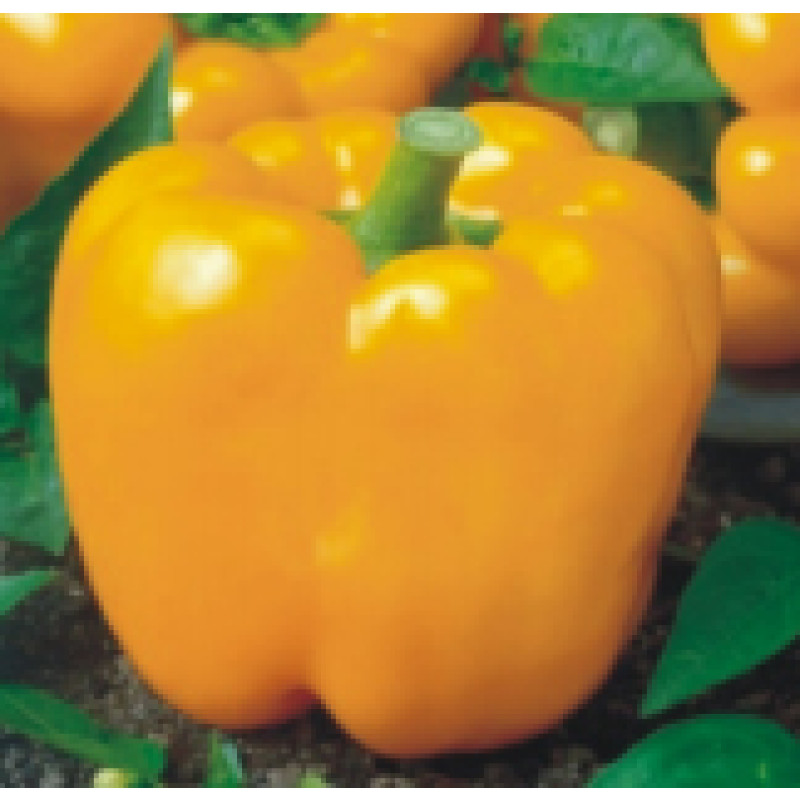 Seminte ardei gras galben California Wonder 