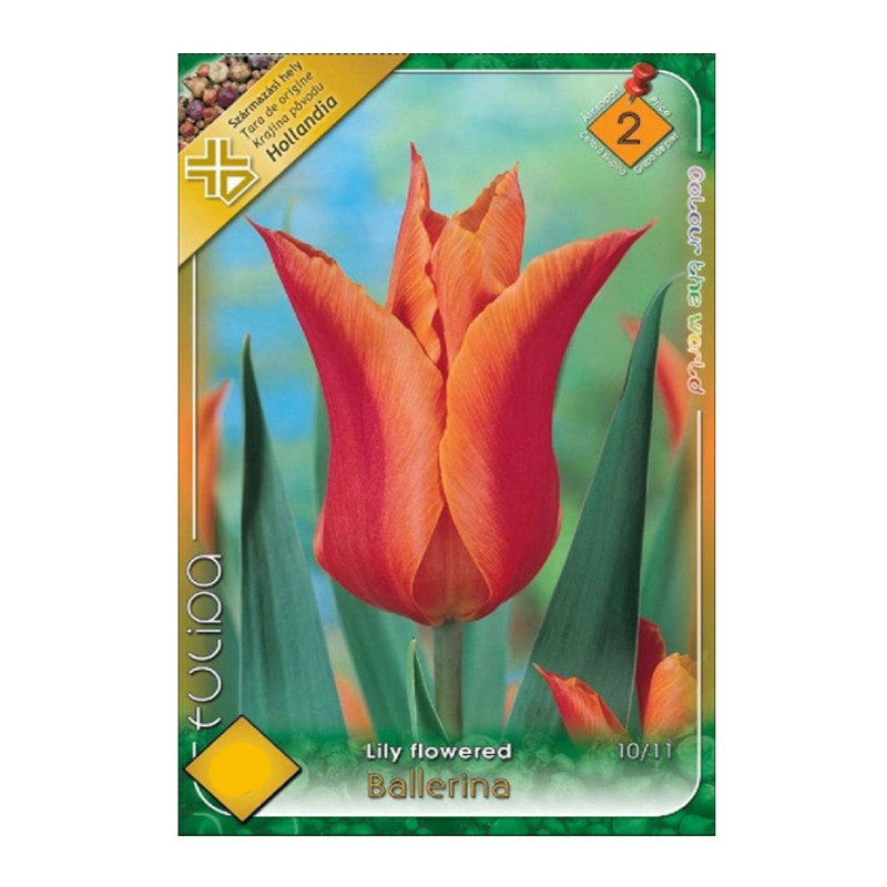 Bulbi de flori Lalele Ballerina