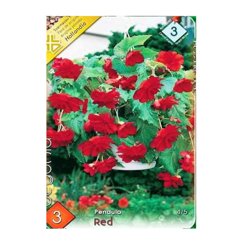 Bulbi de flori Begonia Pendula Red 3 bulbi