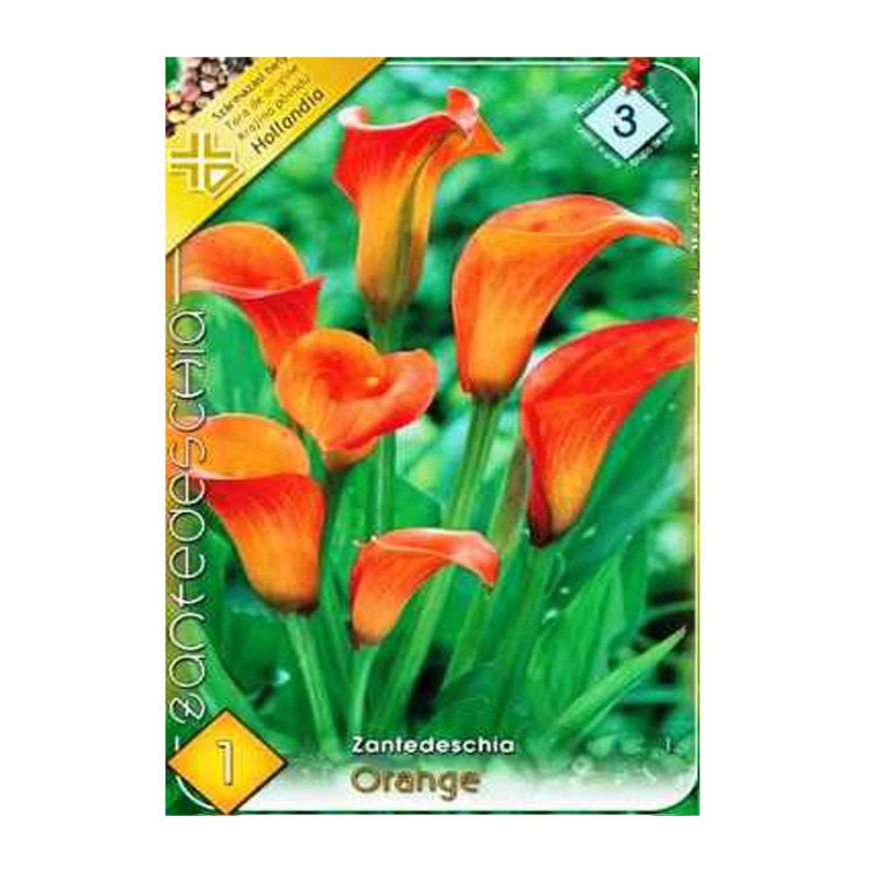 Bulbi de flori Cala Orange 1buc