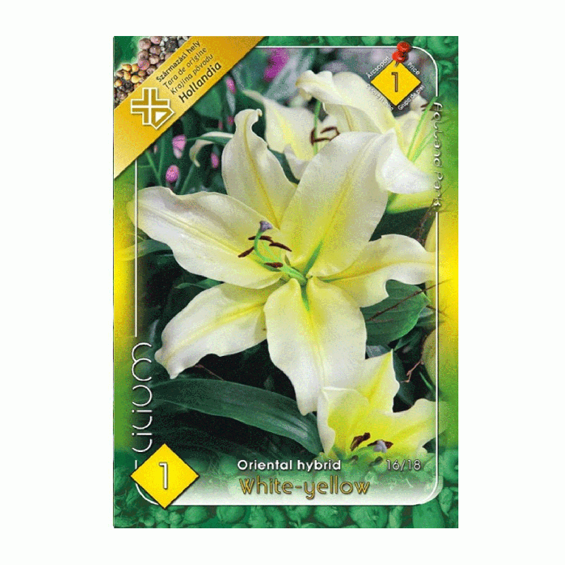 Bulbi de flori Crin Oriental hybrid White-yellow 1buc