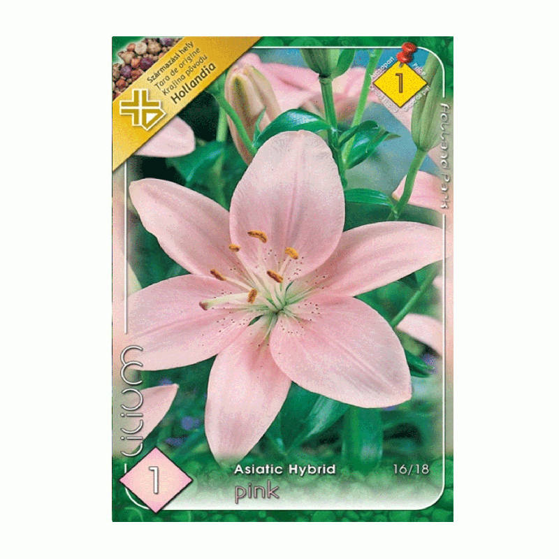 Bulbi de flori Crin Asiatic Hybrid Pink 1buc