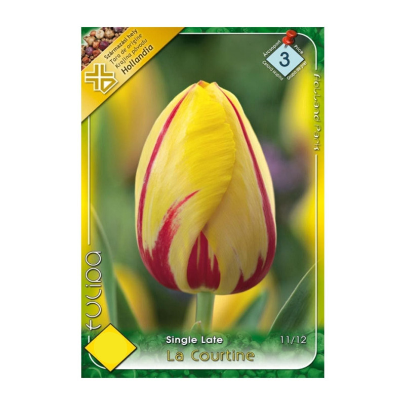 Bulbi de flori Lalele La Courtine