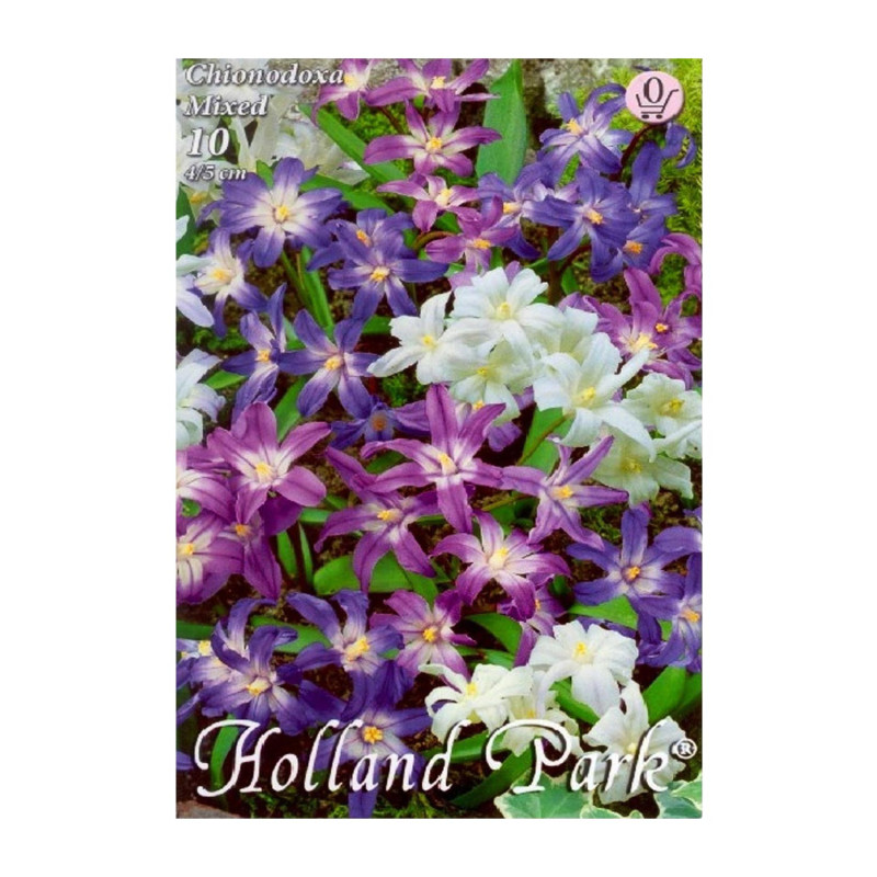 Bulbi de flori Chionodoxa Mixed 10buc