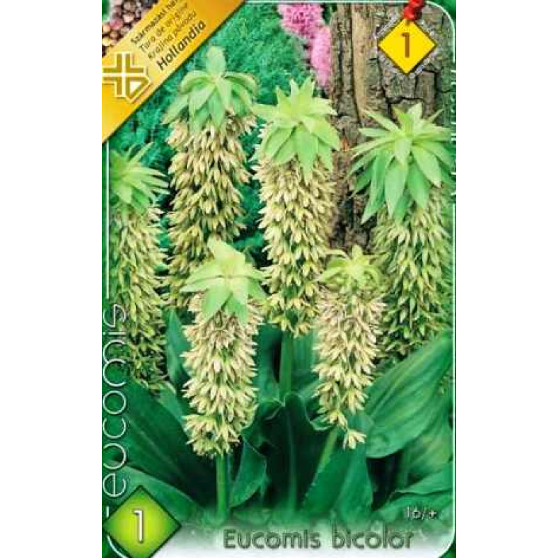Bulbi de flori Eucomis Bicolor 1buc