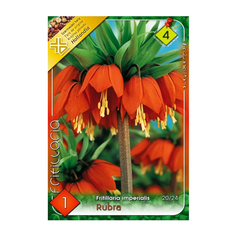 Bulbi de flori Fritillaria Imperialis Rubra 1buc