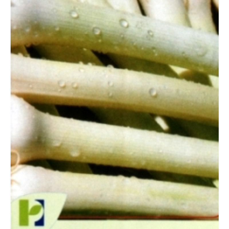 Seminte Praz Bulgarian Giant 10 g