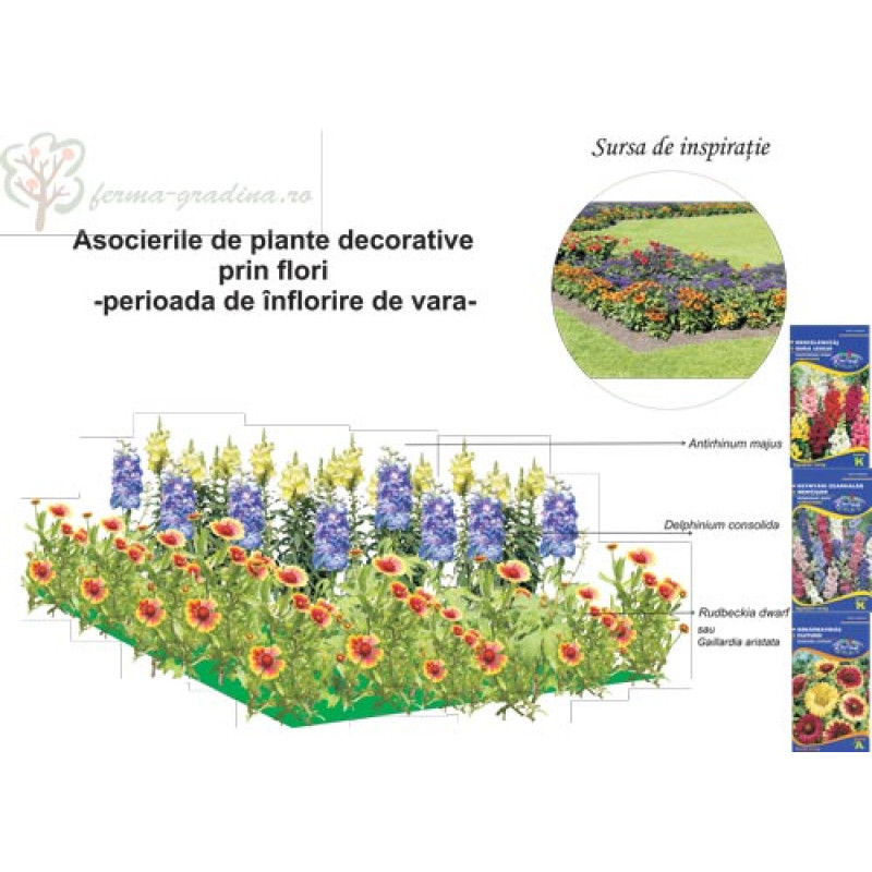 rondou cu gura leului, nemtisori si fluturei
