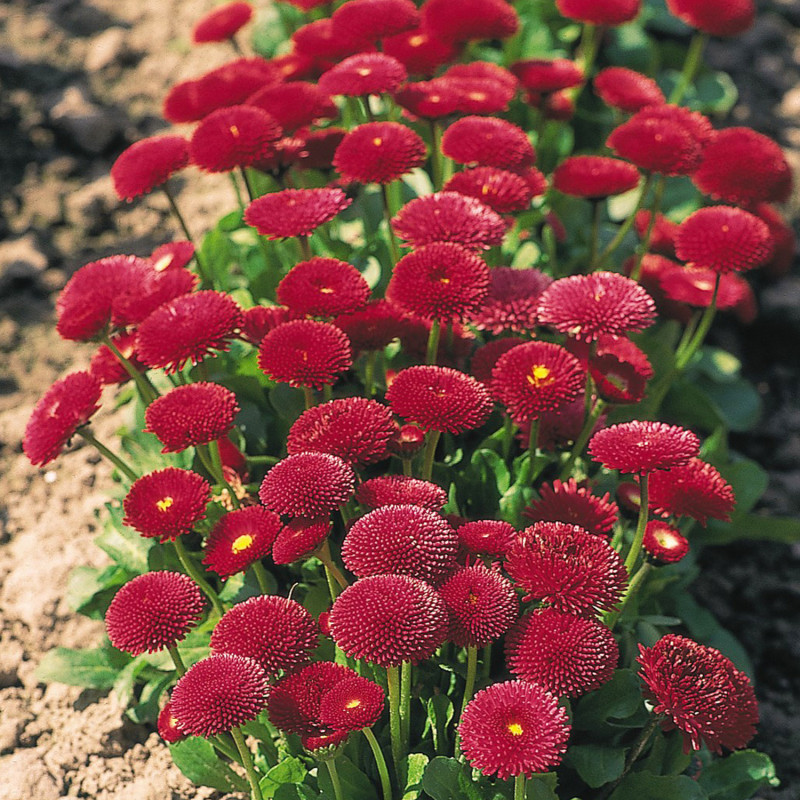 Seminte flori Banutei (Bellis perenis) rosii 0,20g