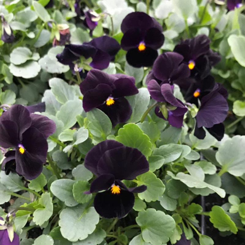 Seminte flori Panselute (Viola witrockiana) negre, 0.1g