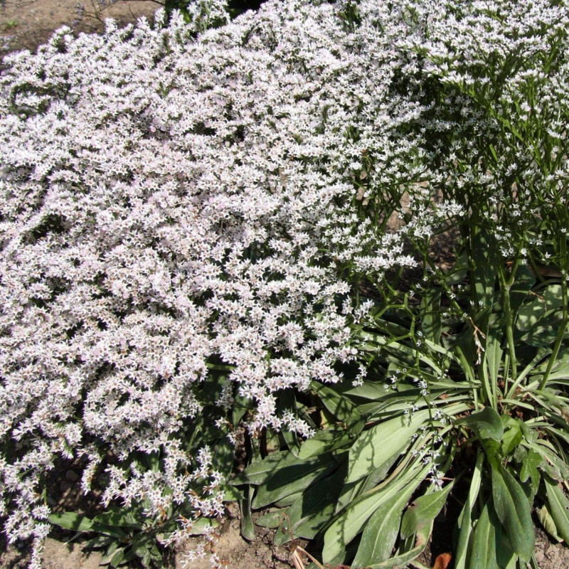 Seminte flori Saraturica perena (Limonium tataricum) alba 0,2g