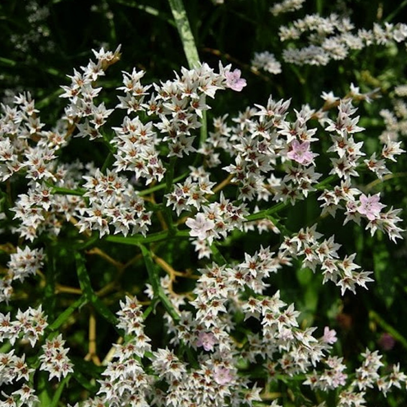 Seminte flori Saraturica perena (Limonium tataricum) alba 0,2g