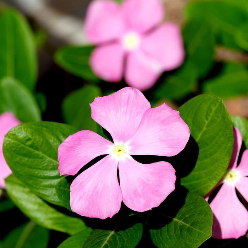 Seminte flori Vinca (Catharanthus roseus)