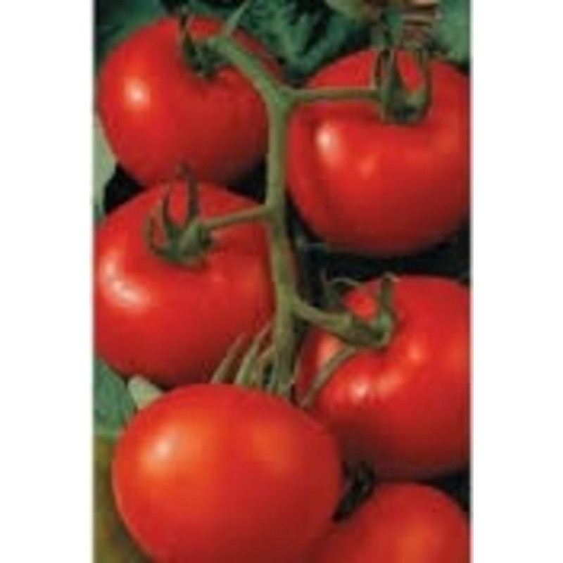 Seminte tomate Tamaris