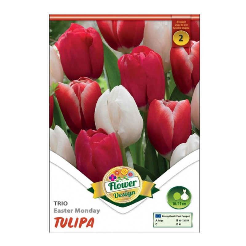 Bulbi de flori Lalele Trio Easter Monday