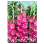 Bulbi de flori Gladiole Purple 15buc