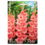 Bulbi de flori Gladiole Pink  15buc
