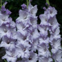Bulbi de flori Gladiole Sweet Blue 10 buc