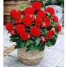 Bulbi de flori Begonia Large flower Red 3buc .