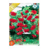 Bulbi de flori Begonia Pendula Red 3 bulbi
