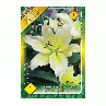Bulbi de flori Crin Oriental hybrid White-yellow 1buc