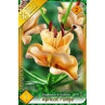 Bulbi de flori Crin Double L/A Hybrid Apricot fudge