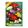 Bulbi de flori Frezii Single Mixed 10buc