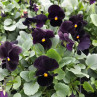 Seminte flori Panselute (Viola witrockiana) negre, 0.1g